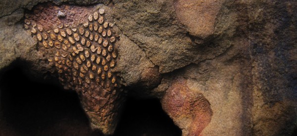 Inspired Fossils. Fotografie di Art Murphy